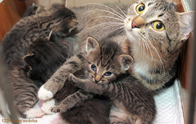 kittens with mum