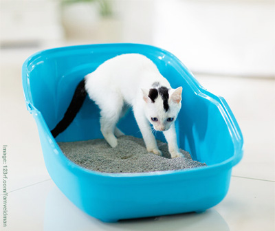  Young cat in litter tray