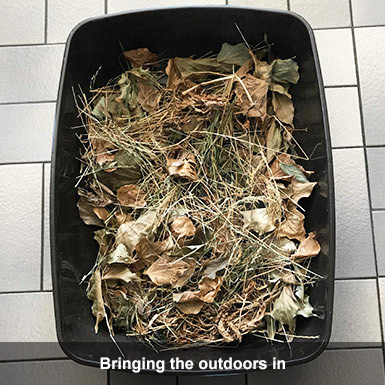 Litter tray filled with dried garden material