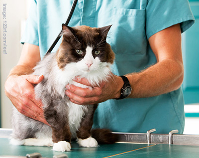  cat being checked by the vet