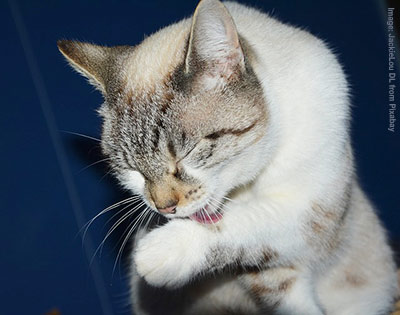 cat washing his paw