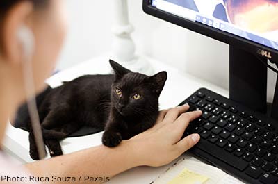 cat adoption process online