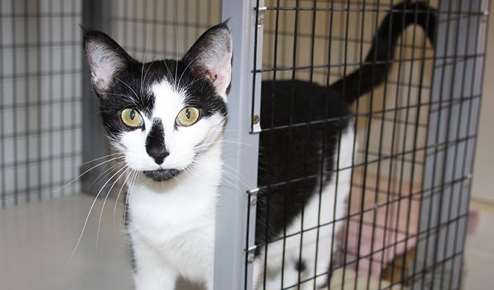 Cat in a rescue cattery pen waiting to be adopted