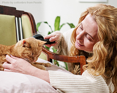 Cat being brushed