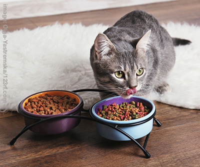 Elevated cat food bowls