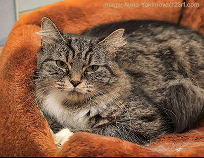 cat in comfortable bed