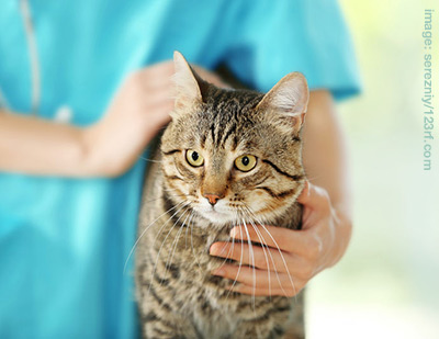 arthritic cat vet