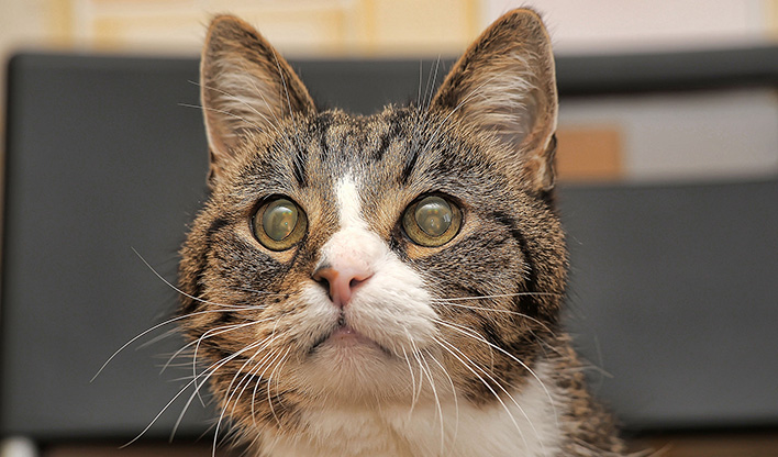 Matt's Blog: Animals Acquired During the Pandemic are Being Relished, Not Returned - ASPCA