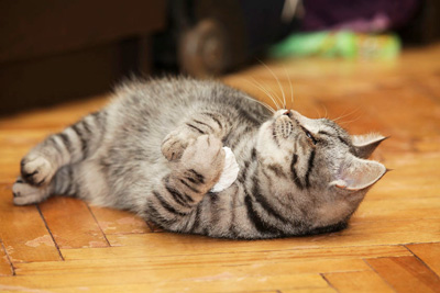 blind cat playing with toy