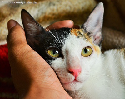 Hand stroking a calico cat