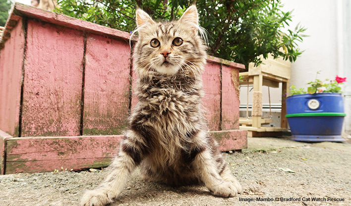 Cerebellar hypoplasia cat Mambo