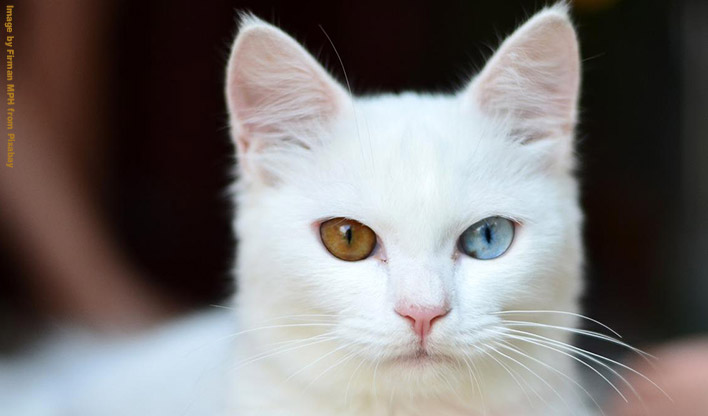 White cat with one blue and one green eye