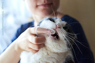 brushing a cat's teeth