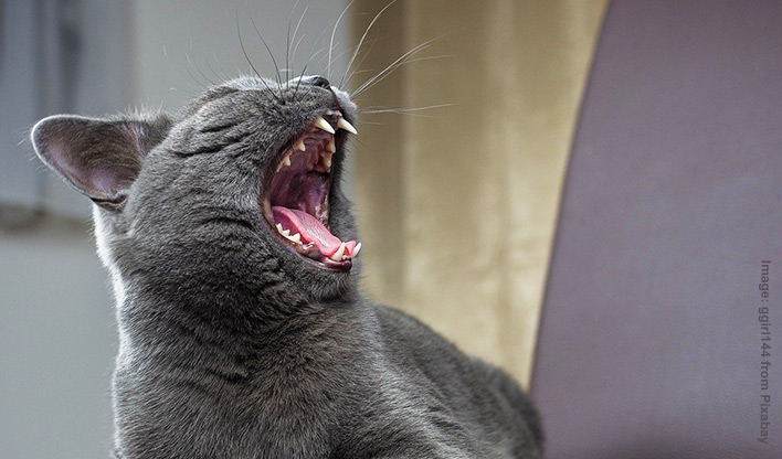 Cat showing teeth