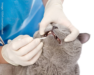 Dental visit to the vet
