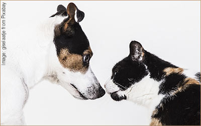 Dog & Cat facing each other