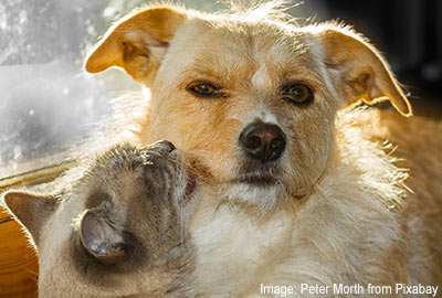 Dog and Cat friends