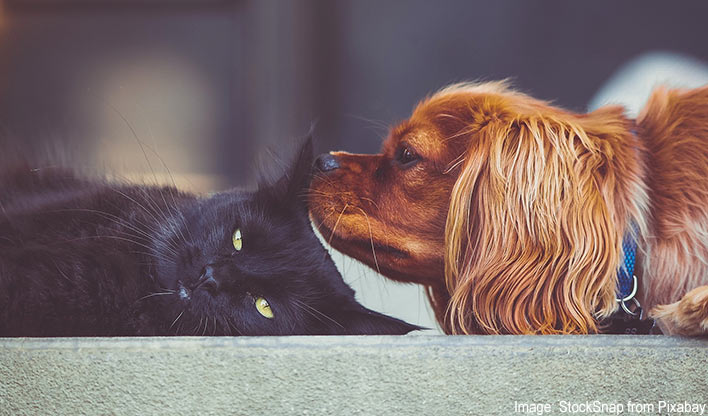 cat and dog living together