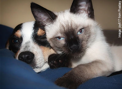 Cat & Dog relaxing