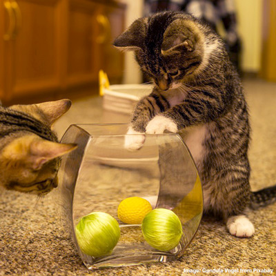  cats playing with a jar of balls
