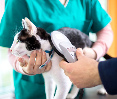cat being scanned for microchip