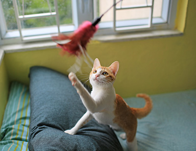 Cat playing with interactive toy