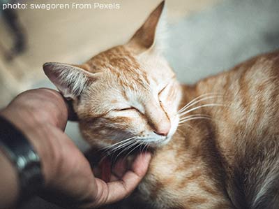 fussing a ginger cat, Image by swagoren from Pexels