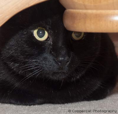 black cat photographed by coppercat photography