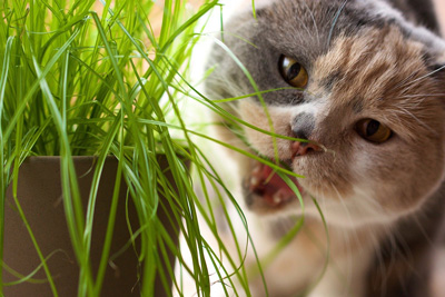 keeping cat entertained grass