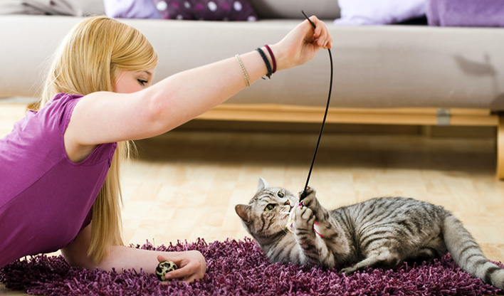 keeping your cat entertained indoors