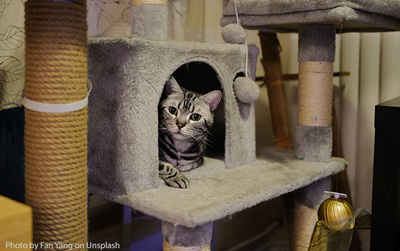 cat tower climbing tree