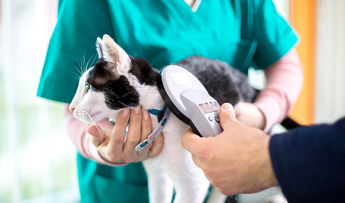 scanning cat for microchip