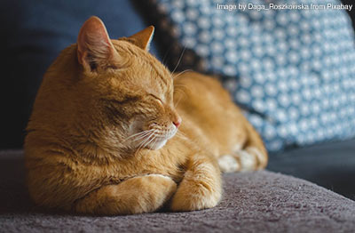 Cat relaxing on the sofa