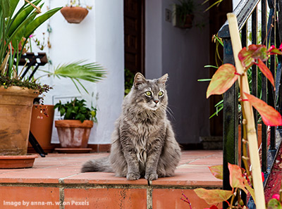 Cat outside a door