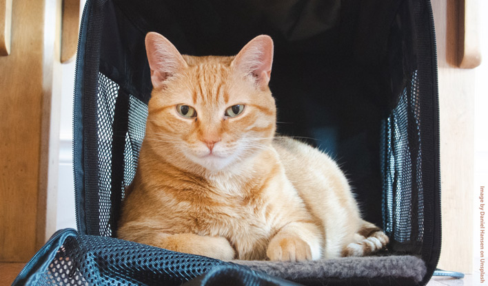 Cat in pet carrier