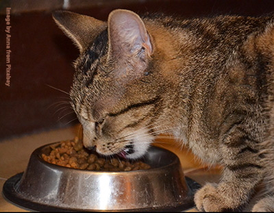 Cat eating from bowl