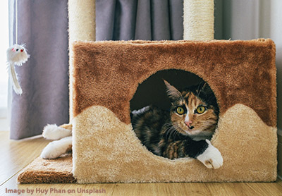 Cat with cat tree and toy