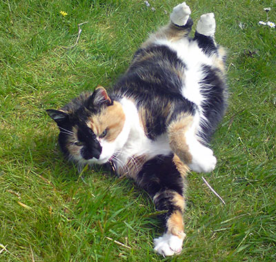 sheppy cat relaxing in the garden