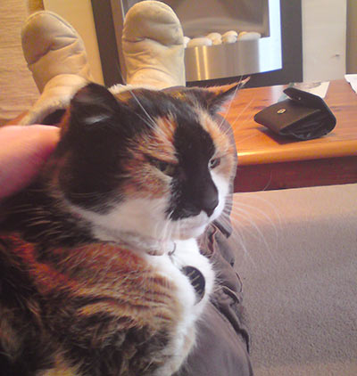 sheppy cat cuddled up on a lap