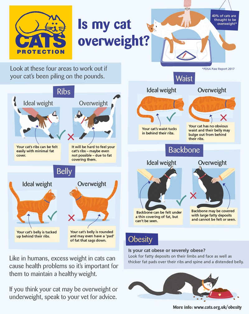 overweight cats infographic web