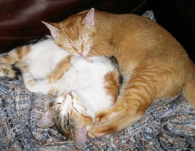 percy and shelby having a cuddle