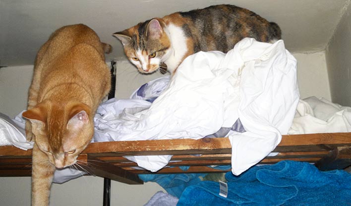New kittens percy & shelby exploring