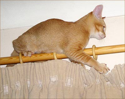 percy shelby on curtain rail