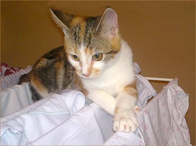 kitten on clothes drier