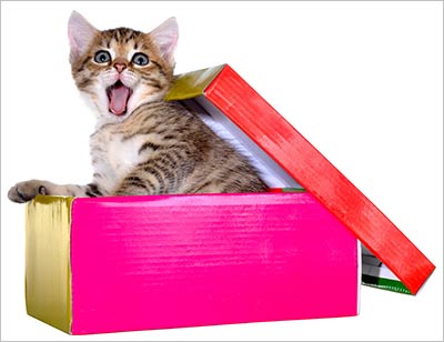 kitten in a gift box