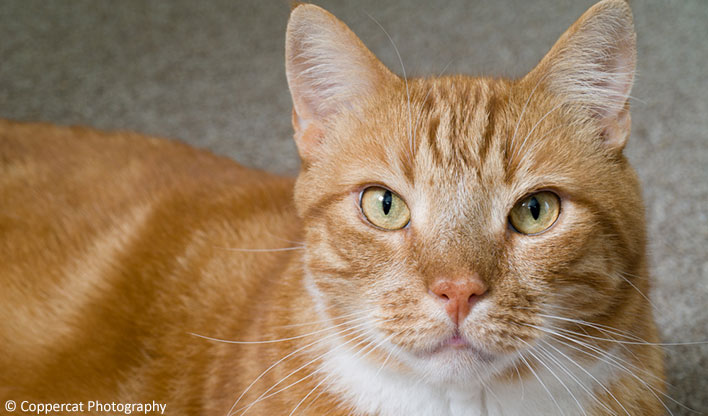 ginger cat Riff Raff by coppercat photograhy