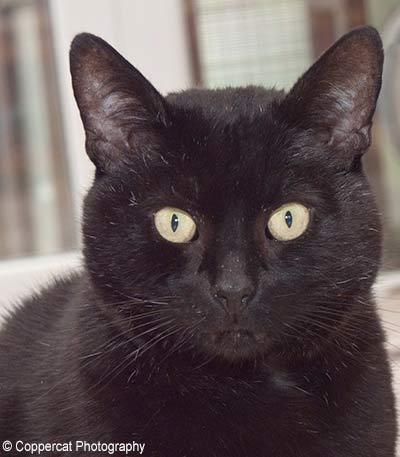 black cat Marmite