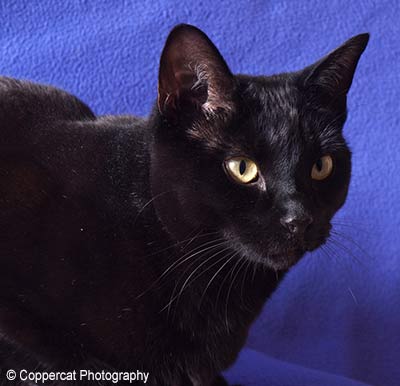 black cat Oxo
