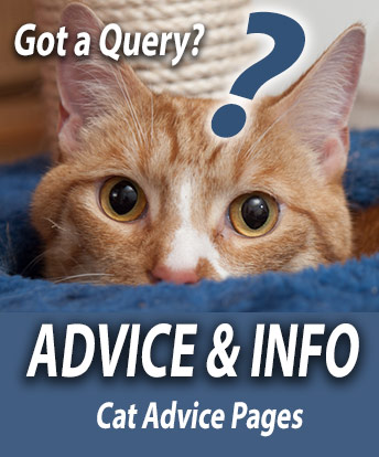Cat Advice and Information