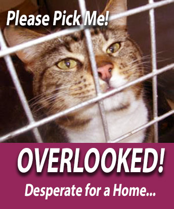 Overlooked Rescue Cats Appeal for Homes